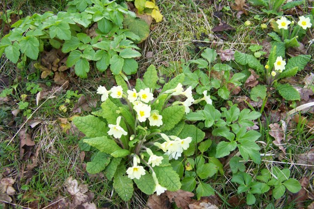 Spring primroses in the graveyard.